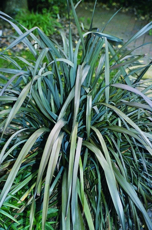Image of Phormium tenax 'Atropurpureum'|Juniper Level Botanic Gdn, NC|JLBG