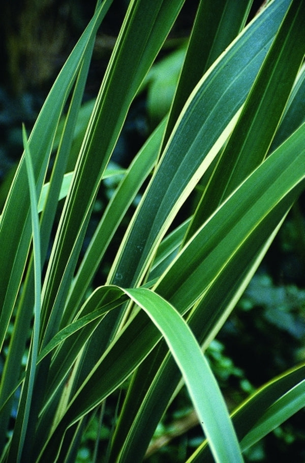Image of Phormium tenax 'Variegata'|Juniper Level Botanic Gdn, NC|JLBG