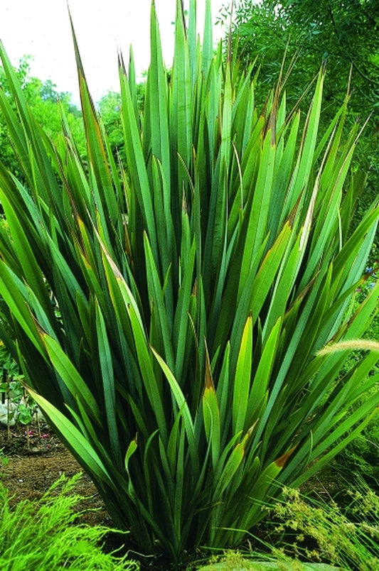 Image of Phormium tenax|Maple Gdn, CA|