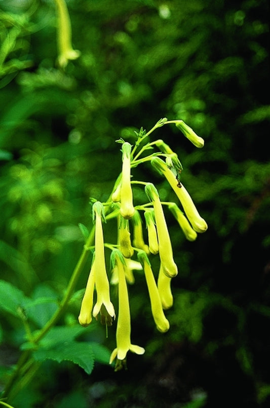 Image of Phygelius 'Moonraker'|Juniper Level Botanic Gdn, NC|JLBG
