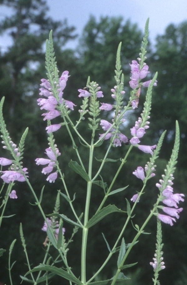 lavender obedient plant Physostegia correllii