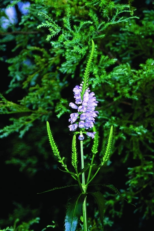 Image of Physostegia virginiana 'Eyeful Tower'|Juniper Level Botanic Gdn, NC|JLBG