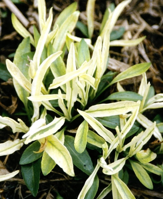 Image of Physostegia virginiana 'Olympus Gold'|Juniper Level Botanic Gdn, NC|JLBG