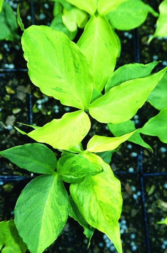 Image of Pinellia tripartita 'Dragon Tails'|Juniper Level Botanic Gdn, NC|JLBG