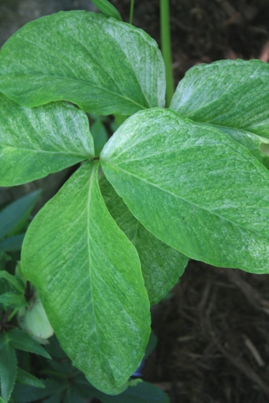 Image of Pinellia tripartita 'Silver Dragon'|Juniper Level Botanic Gdn, NC|JLBG