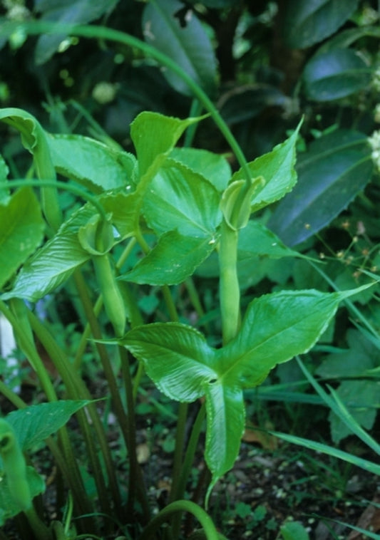 Image of Pinellia tripartita|Juniper Level Botanic Gdn, NC|JLBG