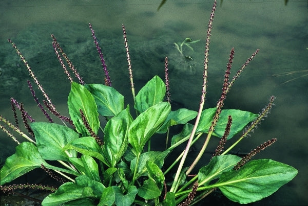 Image of Plantago cordata|Juniper Level Botanic Gdn, NC|JLBG