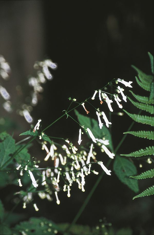Image of Plectranthus effusus var. longituba 'Tube Socks'|Juniper Level Botanic Gdn, NC|JLBG