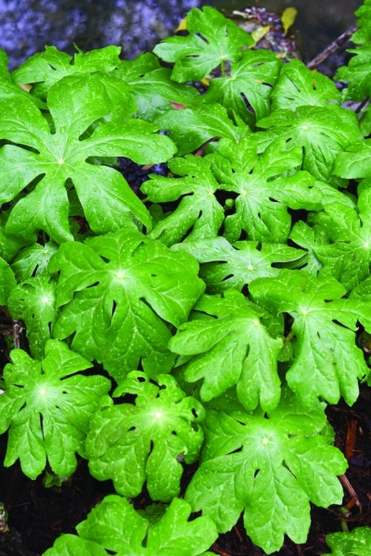 Image of Podophyllum peltatum|Juniper Level Botanic Gdn, NC|JLBG