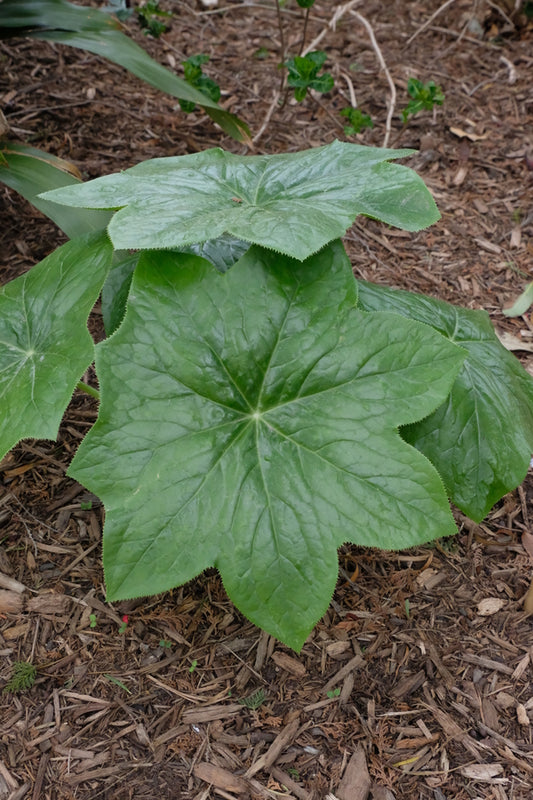 Image of Podophyllum x plereale 'Snowfall in Love'
