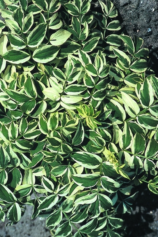 Image of Polemonium reptans 'Stairway to Heaven' PP 15,187|D. van Den Aardwegh Nsy, Holland|