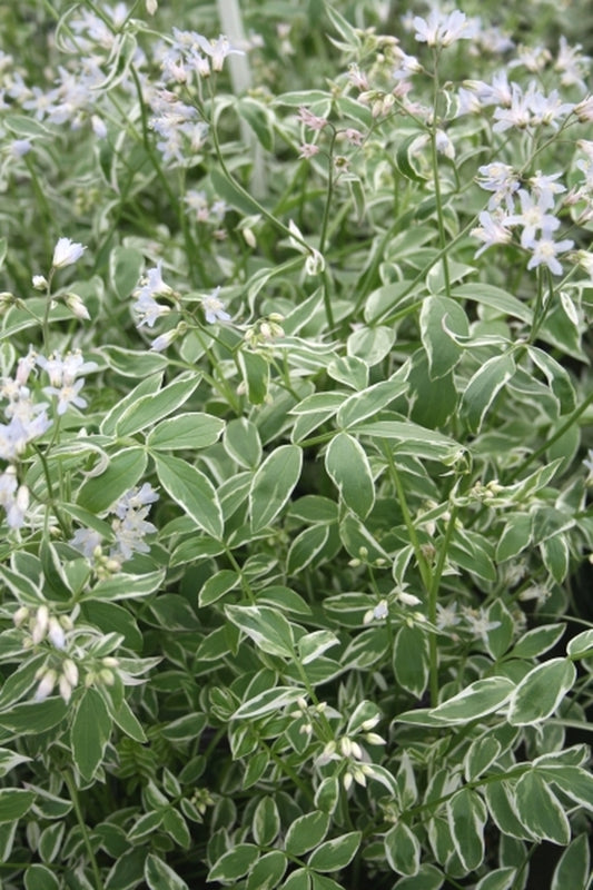 Image of Polemonium reptans 'Touch of Class' PP 19,768|Juniper Level Botanic Gdn, NC|JLBG