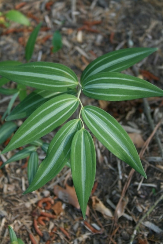 Image of Polygonatum falcatum 'Silver Lining'|Juniper Level Botanic Gdn, NC|JLBG