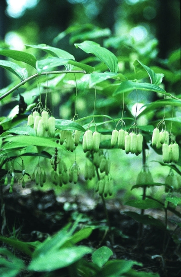 Image of Polygonatum filipes|Juniper Level Botanic Gdn, NC|JLBG