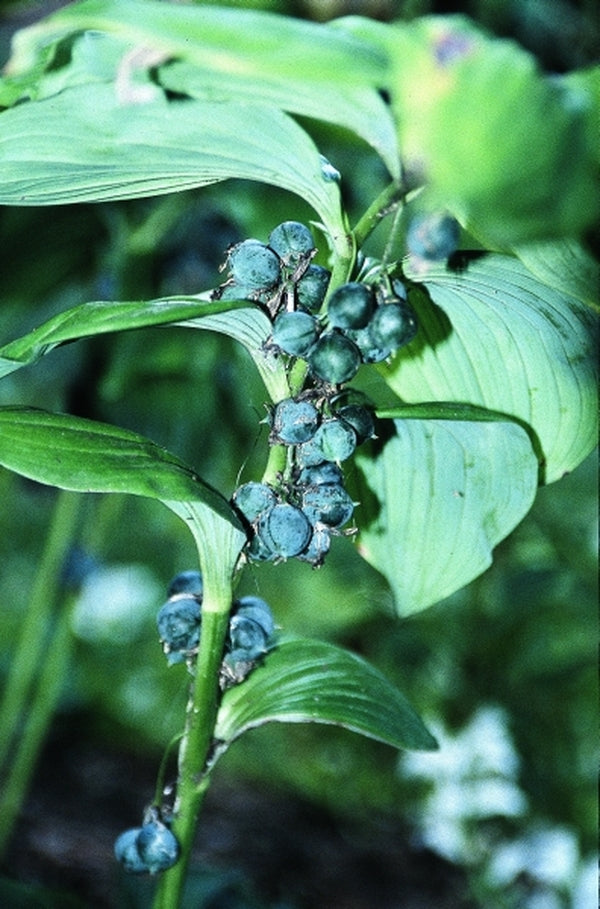 Image of Polygonatum inflatum 'Chinbu'|Juniper Level Botanic Gdn, NC|JLBG