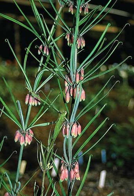 Image of Polygonatum kingianum Orange Flower Formtaken at Juniper Level Botanic Gdn, NC by JLBG