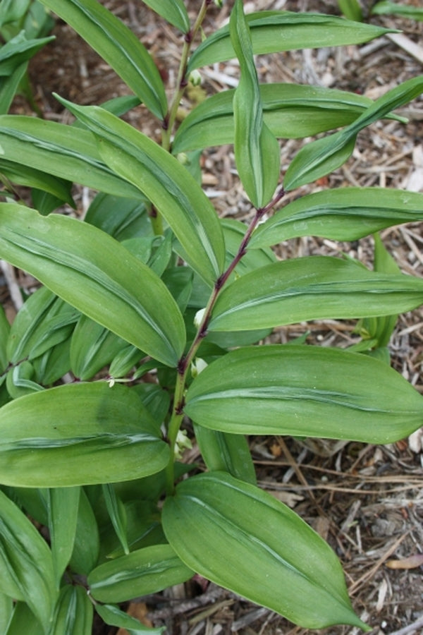 Image of Polygonatum odoratum 'Koryu'|Juniper Level Botanic Gdn, NC|JLBG