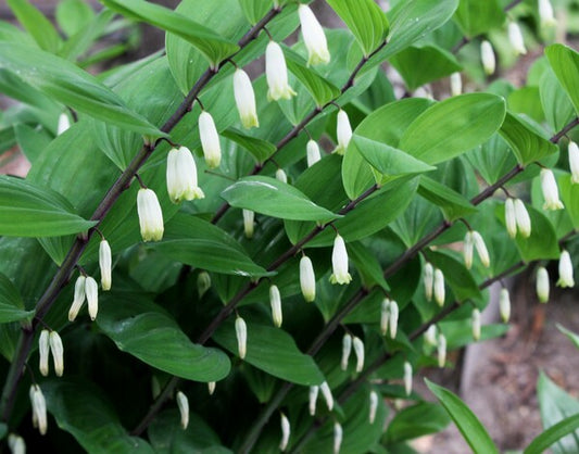 Image of Polygonatum odoratum 'Pacman'|Juniper Level Botanic Gdn, NC|JLBG