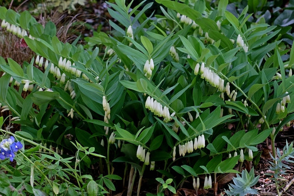 Image of Polygonatum odoratum 'Prince Charming' PP 22,304||