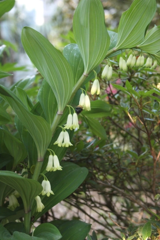 Image of Polygonatum odoratum 'Spiral Staircase'|Juniper Level Botanic Gdn, NC|JLBG