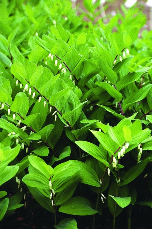 Image of Polygonatum odoratum var. pluriflorum 'Chollipo'|Juniper Level Botanic Gdn, NC|JLBG
