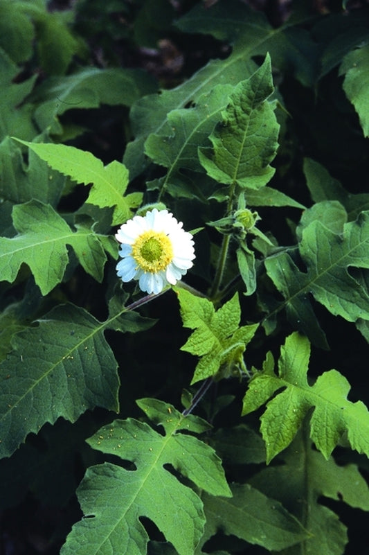Image of Polymnia canadensis coll. #A11NC-094|Juniper Level Botanic Gdn, NC|JLBG