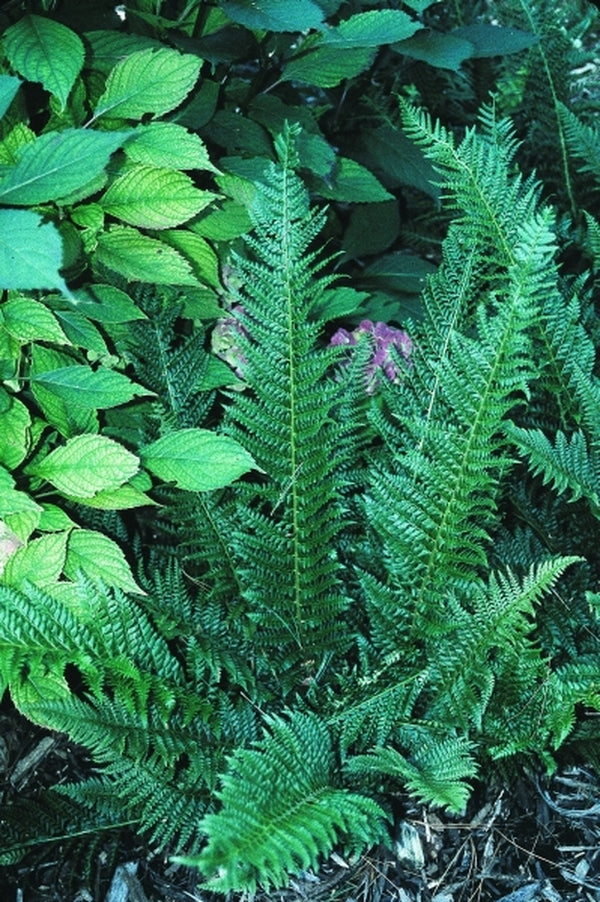 Image of Polystichum aculeatum|Cornell Gdns, NY|