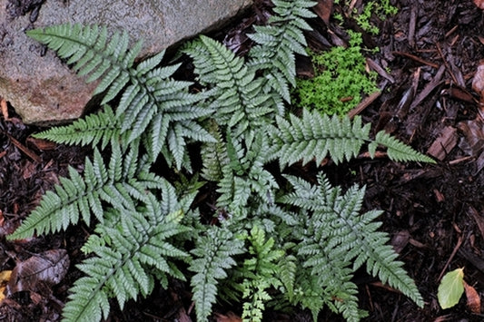 Image of Polystichum luctuosum|Juniper Level Botanic Gdn, NC|JLBG