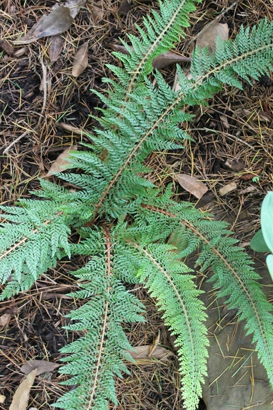 Image of Polystichum setiferum 'Mossy Mama'||