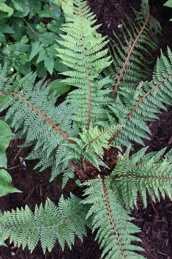 Image of Polystichum setiferum|Juniper Level Botanic Gdn, NC|JLBG