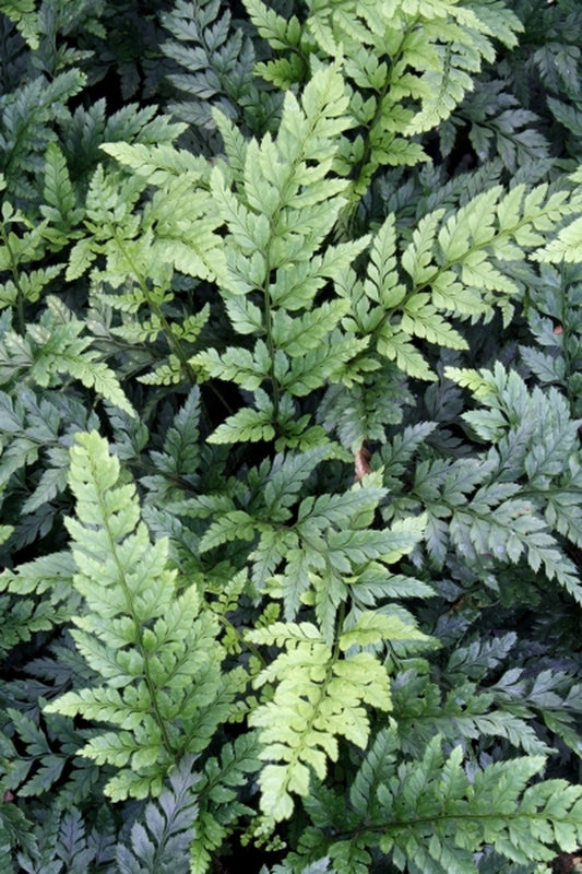 Image of Polystichum tsus-simense 'Sichuan Sister'|Juniper Level Botanic Gdn, NC|JLBG