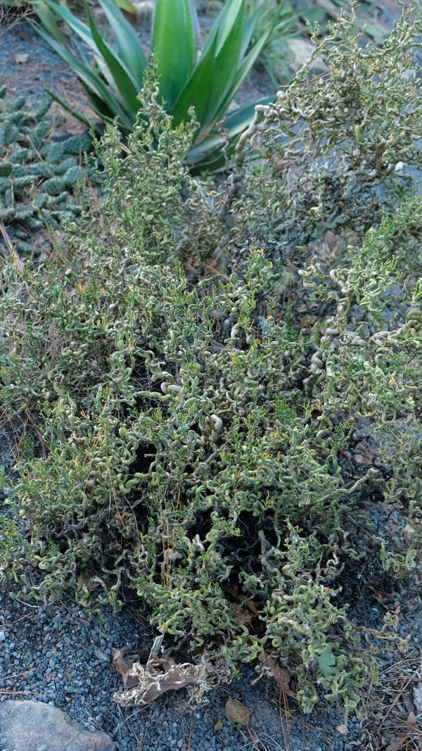 Image of Poncirus trifoliata 'Baby Dragon'|Juniper Level Botanic Gdn, NC|JLBG