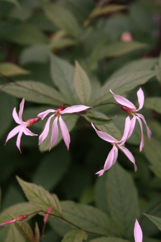Image of Porteranthus trifoliatus 'Pink Profusion'|Juniper Level Botanic Gdn, NC|JLBG