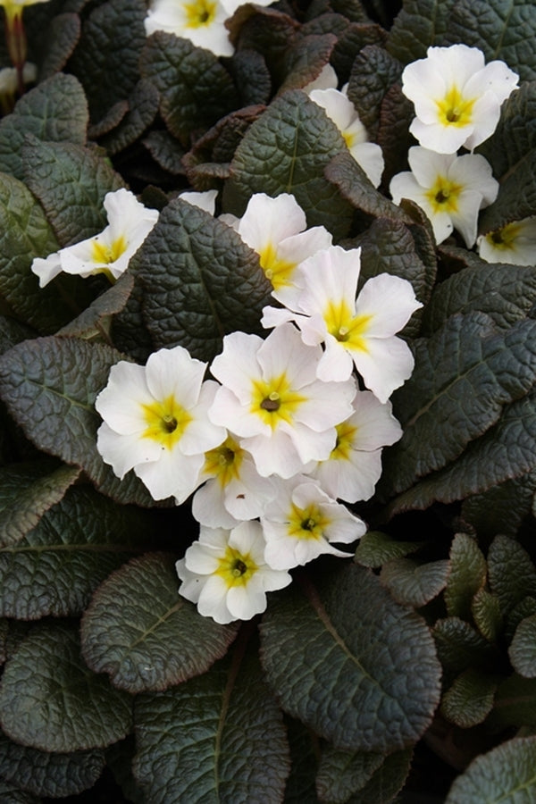 Image of Primula 'Drumcliff'||