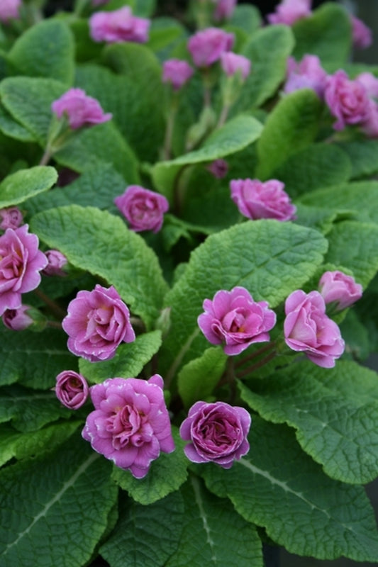 Image of Primula 'Paragon'|Juniper Level Botanic Gdn, NC|JLBG