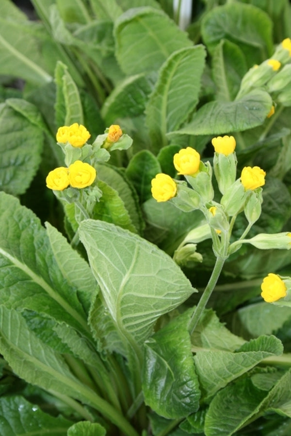 Image of Primula 'Prinic' PP 12,892|Juniper Level Botanic Gdn, NC|JLBG
