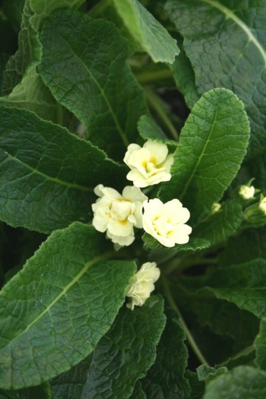 Image of Primula x polyantha 'Val Horncastle'taken at Juniper Level Botanic Gdn, NC by JLBG
