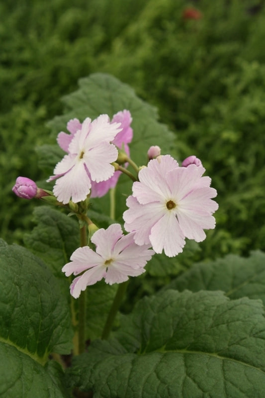 Image of Primula sieboldii 'Chubby One'taken at Juniper Level Botanic Gdn, NC by JLBG