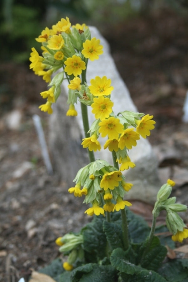 Image of Primula veris|Juniper Level Botanic Gdn, NC|JLBG