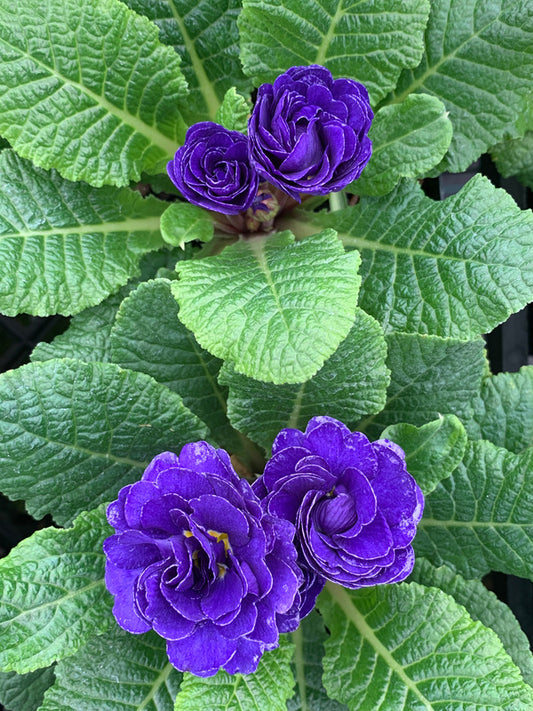 Image of Primula vulgaris 'Belarina Blue Champion' PPAFtaken at Juniper Level Botanic Gdn, NC by C. Hardison