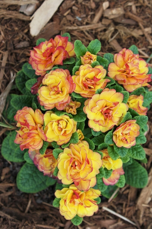 Image of Primula vulgaris 'Belarina Nectarine' PP 16,365taken at Juniper Level Botanic Gdn, NC by JLBG