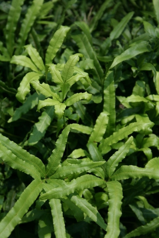 Image of Pteris cretica coll. #A1HA-009|Juniper Level Botanic Gdn, NC|JLBG