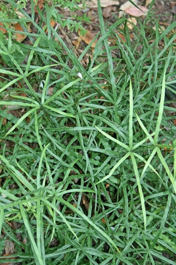 Image of Pteris multifida 'Jade Waterfall'|Juniper Level Botanic Gdn, NC|JLBG