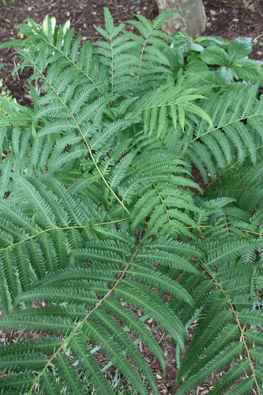 Image of Pteris wallichiana 'Hualien Giant'