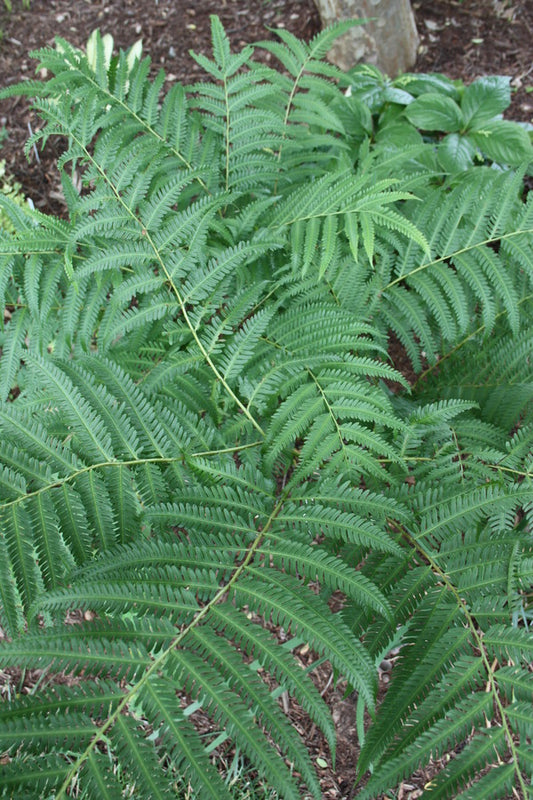 Image of Pteris wallichiana 'Taoshan Trail' |Juniper Level Botanic Gdn, NC|JLBG