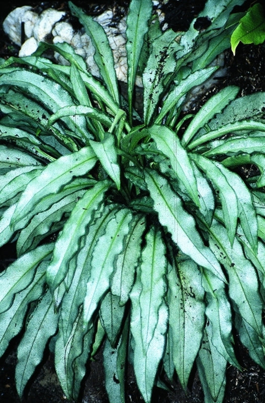 Image of Pulmonaria 'Samourai'|Juniper Level Botanic Gdn, NC|JLBG