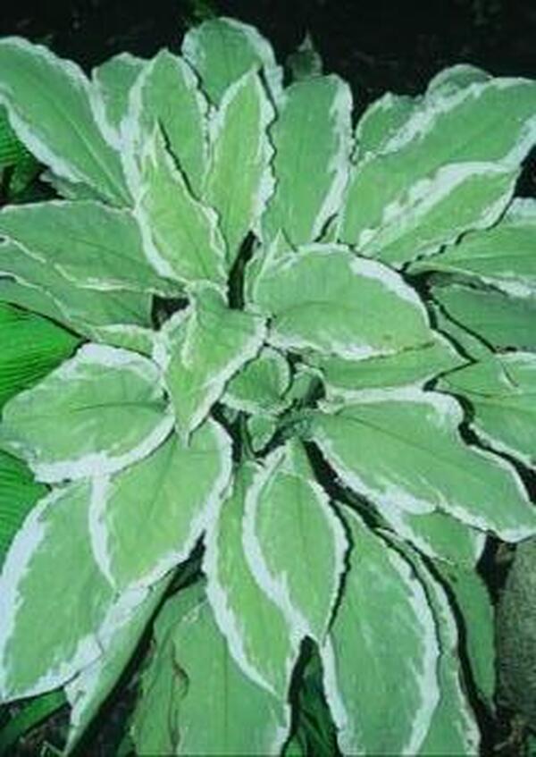 Image of Pulmonaria rubra 'David Ward'|D. Dean Gdn, MN|