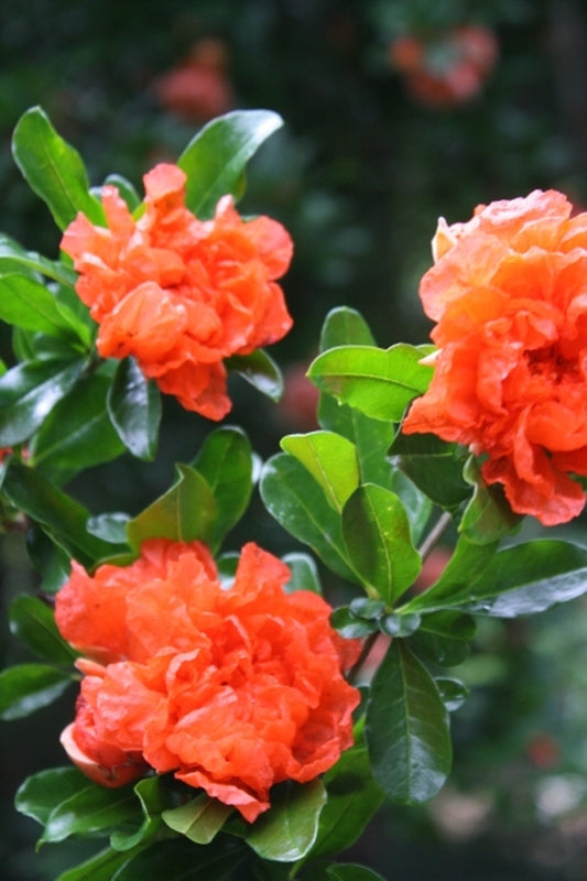 Image of Punica granatum 'Carrot Top'|Juniper Level Botanic Gdn, NC|JLBG