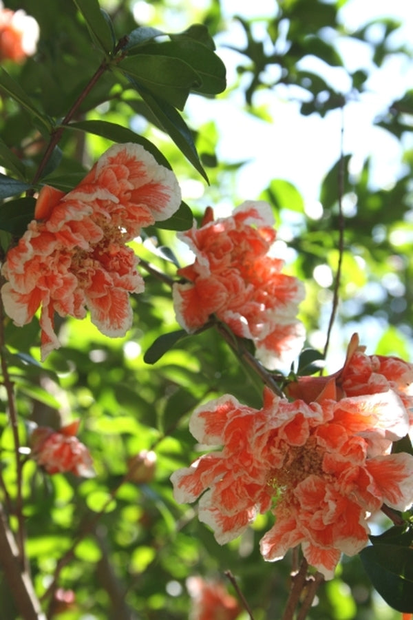 Image of Punica granatum 'Nochi Shibari'|Juniper Level Botanic Gdn, NC|JLBG