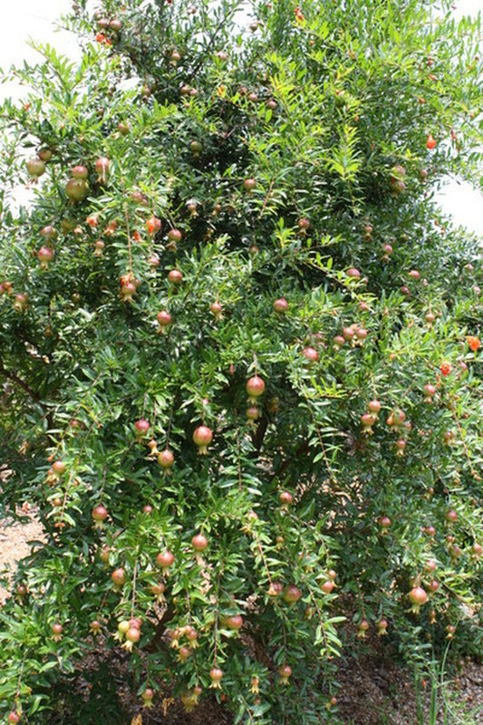 Image of Punica granatum 'State Fair'|Atlanta Botanical Gdn, GA|